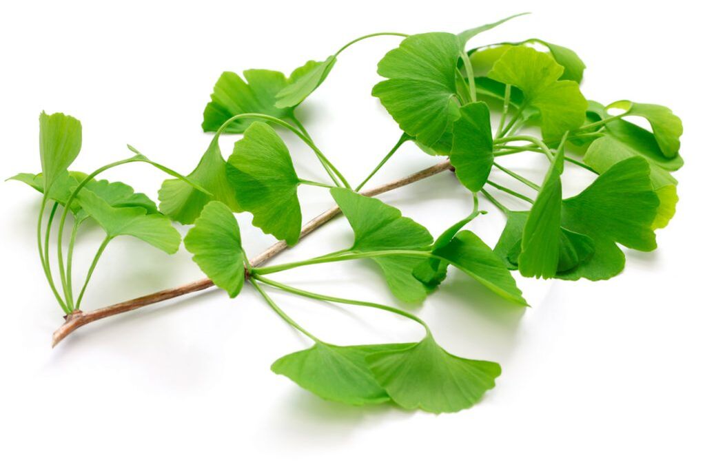 ginkgo biloba em cápsulas Insuvit